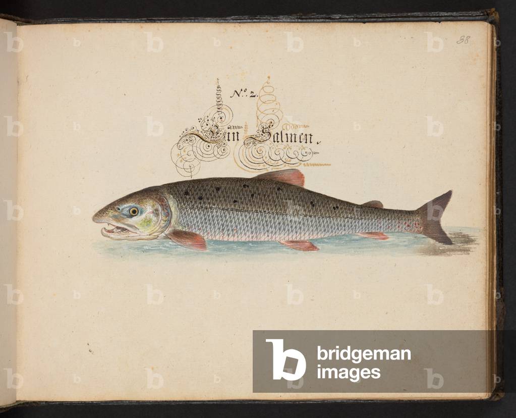 „Eine exakte natürliche Beschreibung und Abgrenzung der Wasservögel, Fische, Vierfüßler, Insekten und Würmer, 