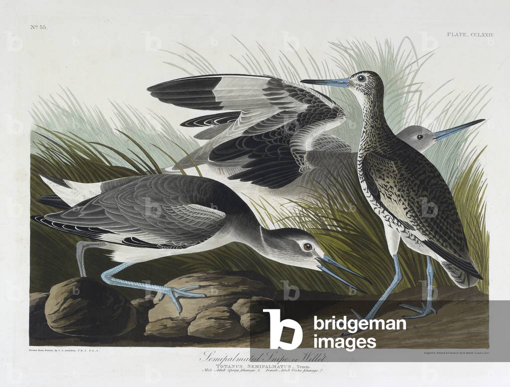 Tre piccioni. Illustrazione a colori di Audubon; Snipe semipalmato o Willet.