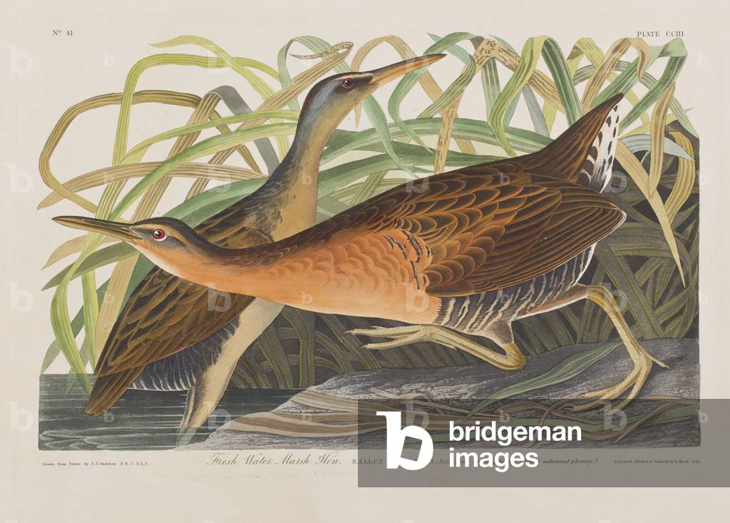 Bild von Gravur "Illustration von 'Birds of America'", 1827-38 von John James Audubon