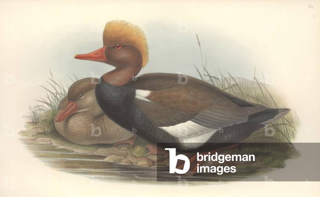 Image of Drawing depicting Netta rufina by John Gould
