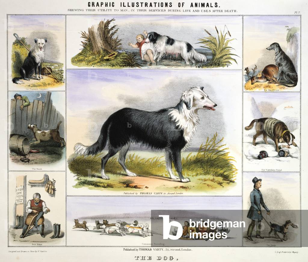 Image de Estampe représentant Le chien : Collie chien de berger : Terre-Neuve pour le sauvetage aquatique : De