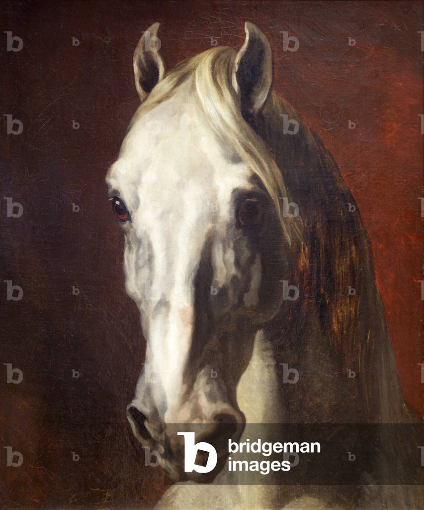 Testa di cavallo bianco (olio su tela)