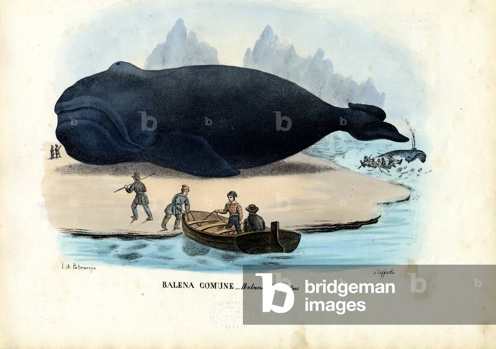 Immagine di Stampa "Balena Bowhead", 1863-79 di Raimundo Petraroja