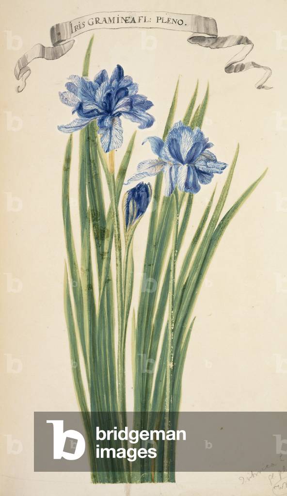 Iris Sibirica
