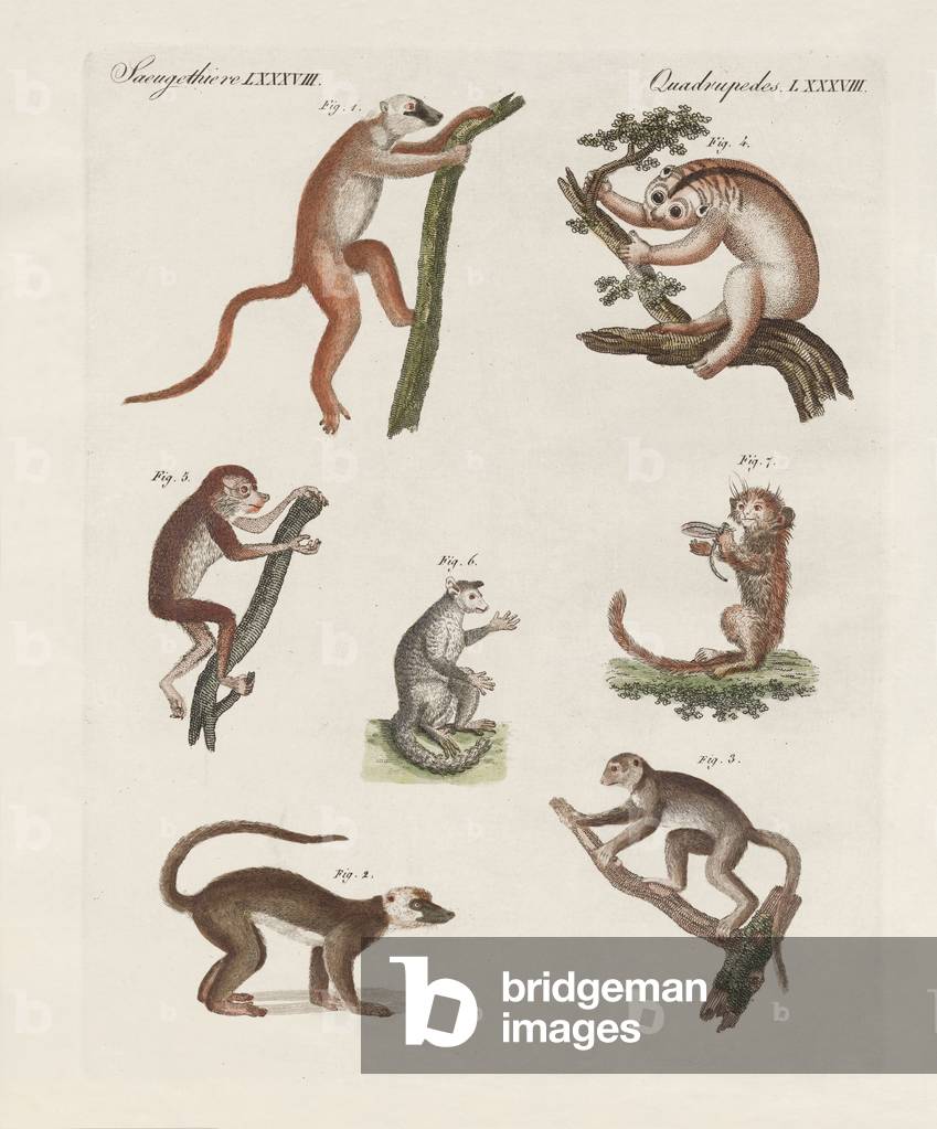 Image of Engraving depicting Strange makis (coloured engraving) by German Artist, b/w