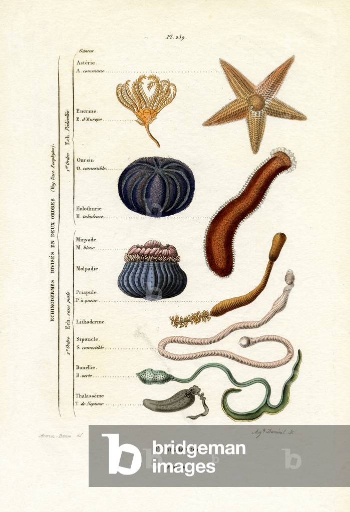 Echinoderms, 1833-39 (coloured engraving)