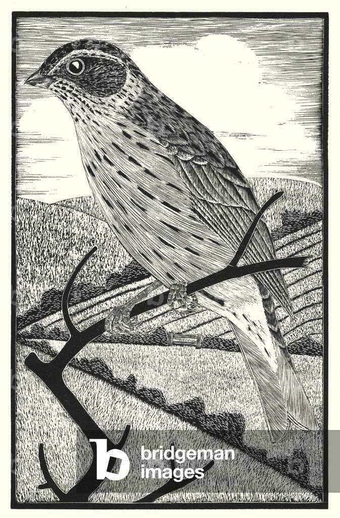 Corn Bunting (engraving) by Eric Fitch Daglish, b/w
