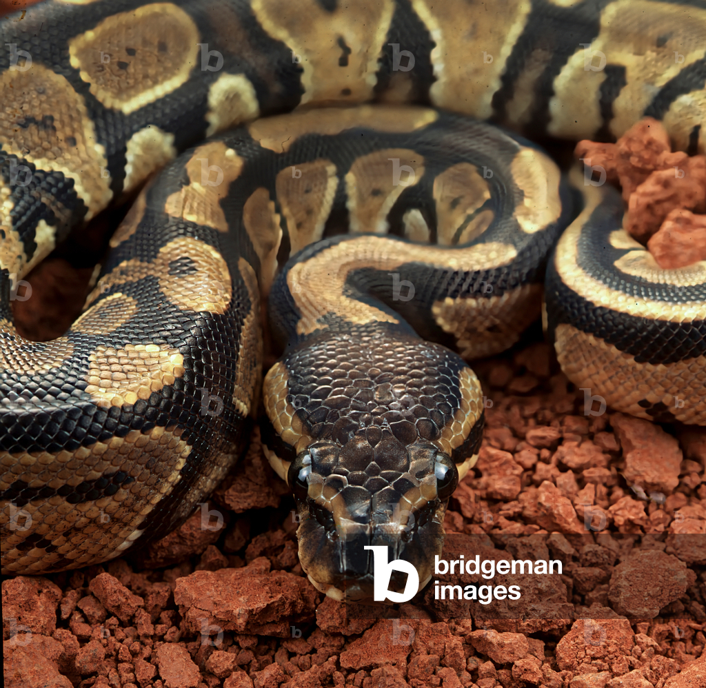 Image of Photography depicting Royal python (photo)