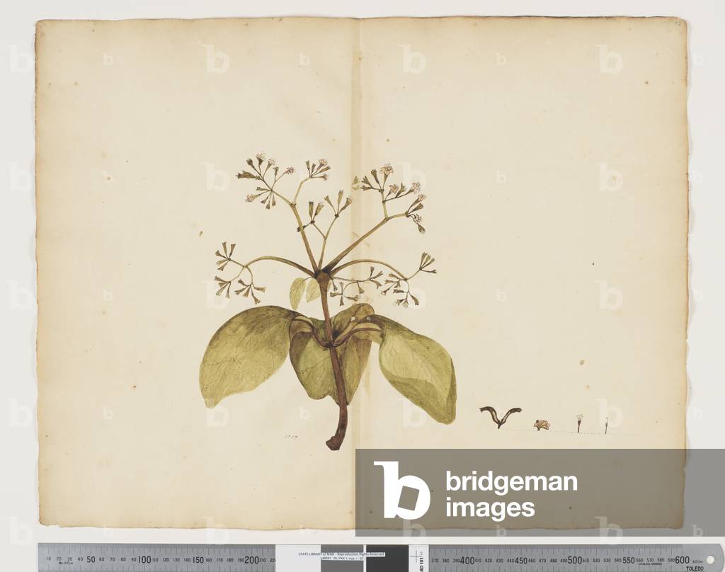 "F.12 Pisonia umbelliferia" 1790 di John Doody