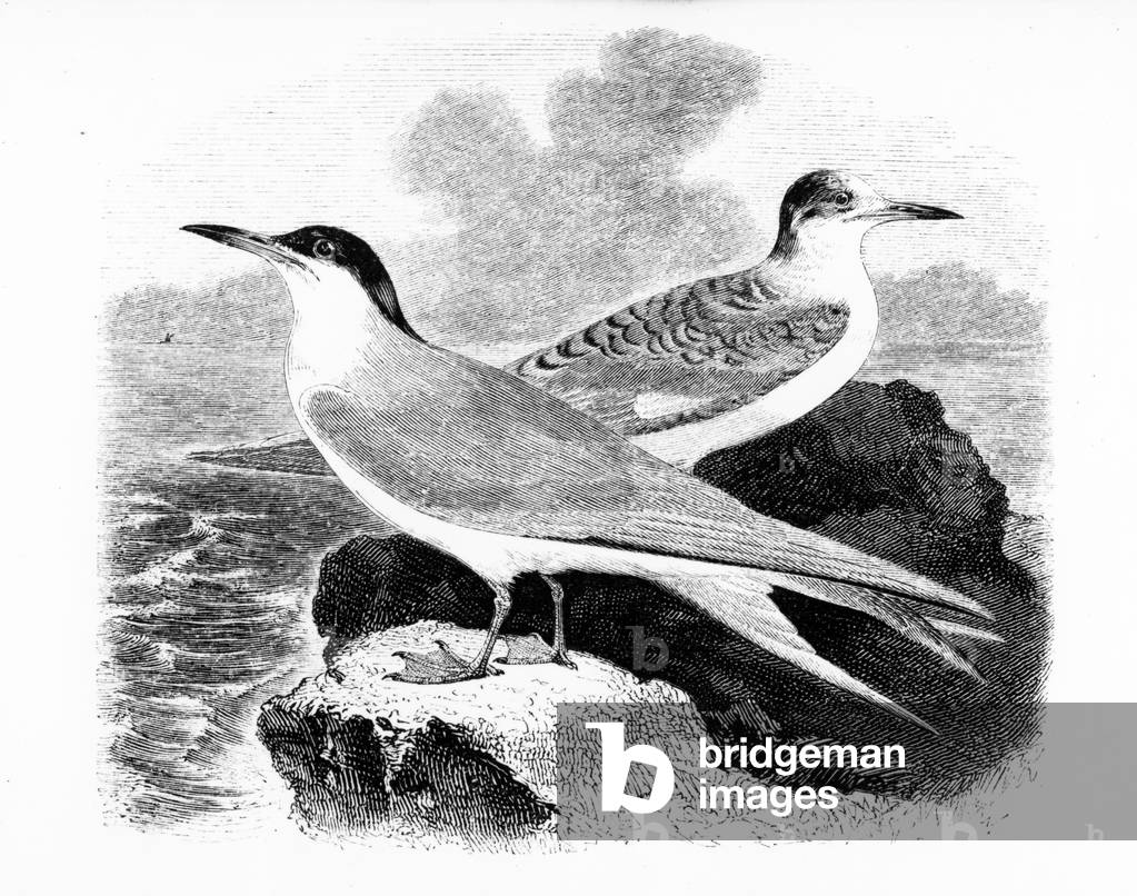 "The Common Tern", 1843 von William Yarrell, b/w