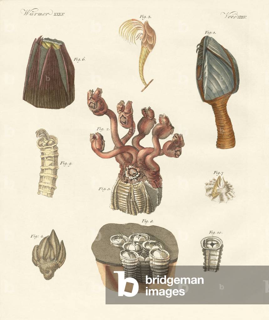 Bild von Gravur "Cirrhipodas" von German School, b/w
