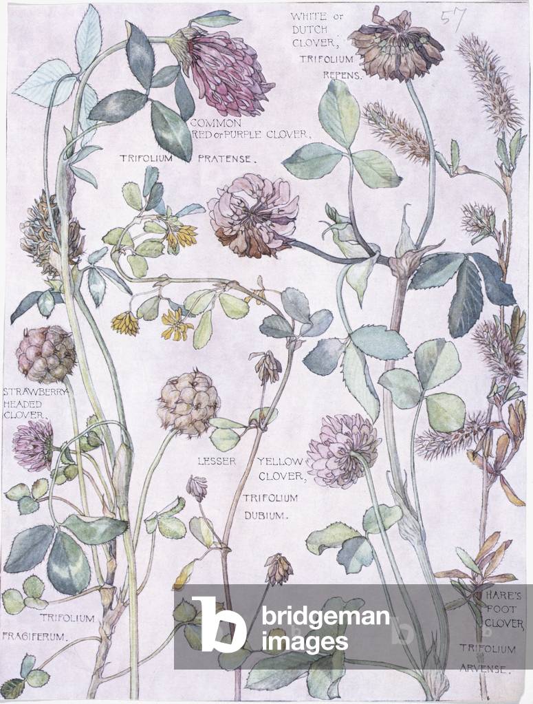 "Trifolium pratensis"