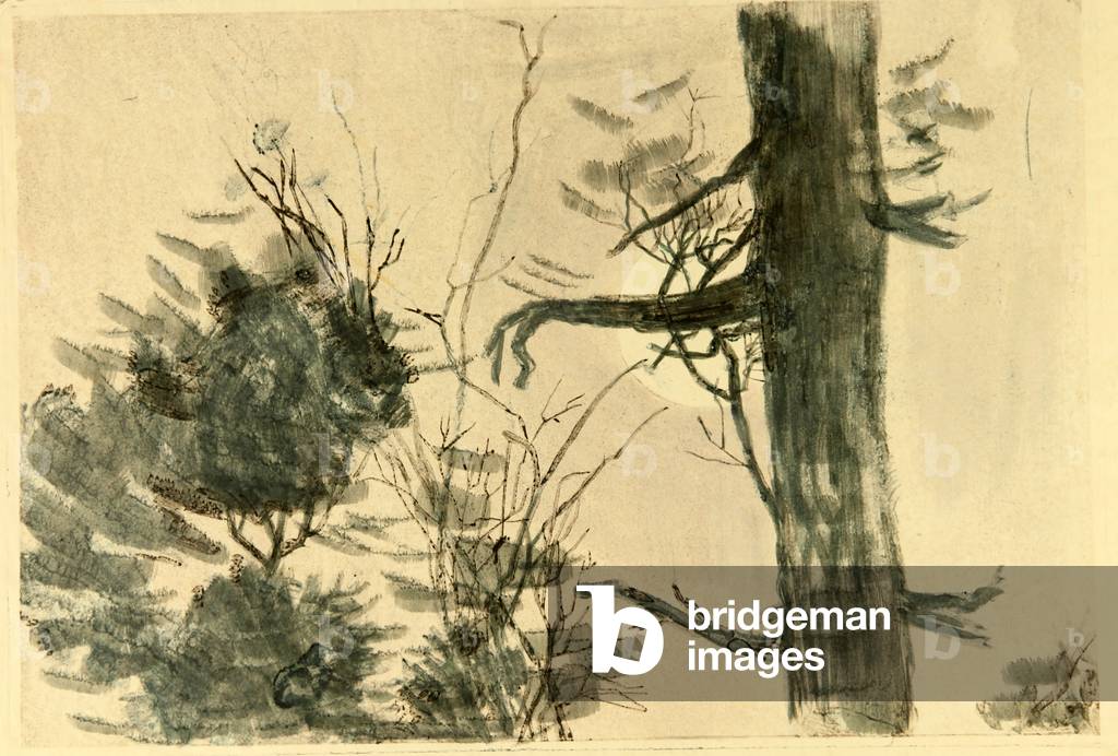 Image of Drawing depicting Tree Trunk 1972 by Nina Shirokova