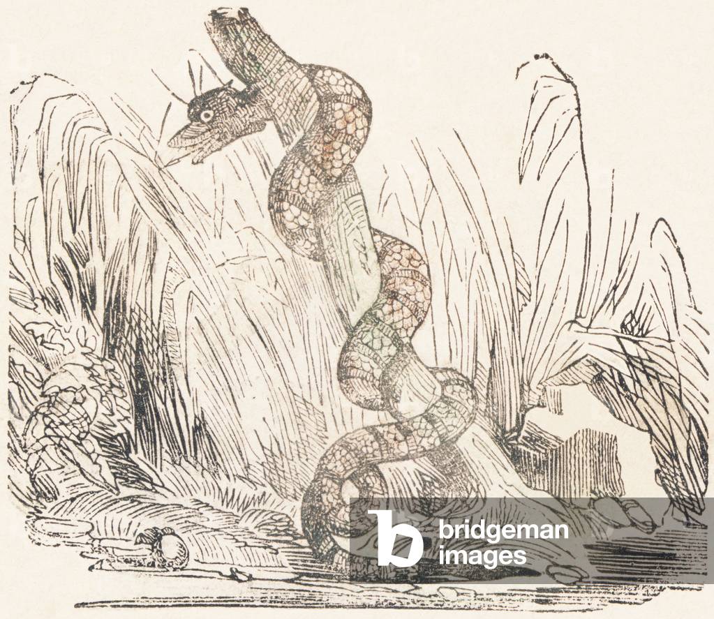 Image de Gravure représentant Serpent  1850 par Louis Simon Lassalle