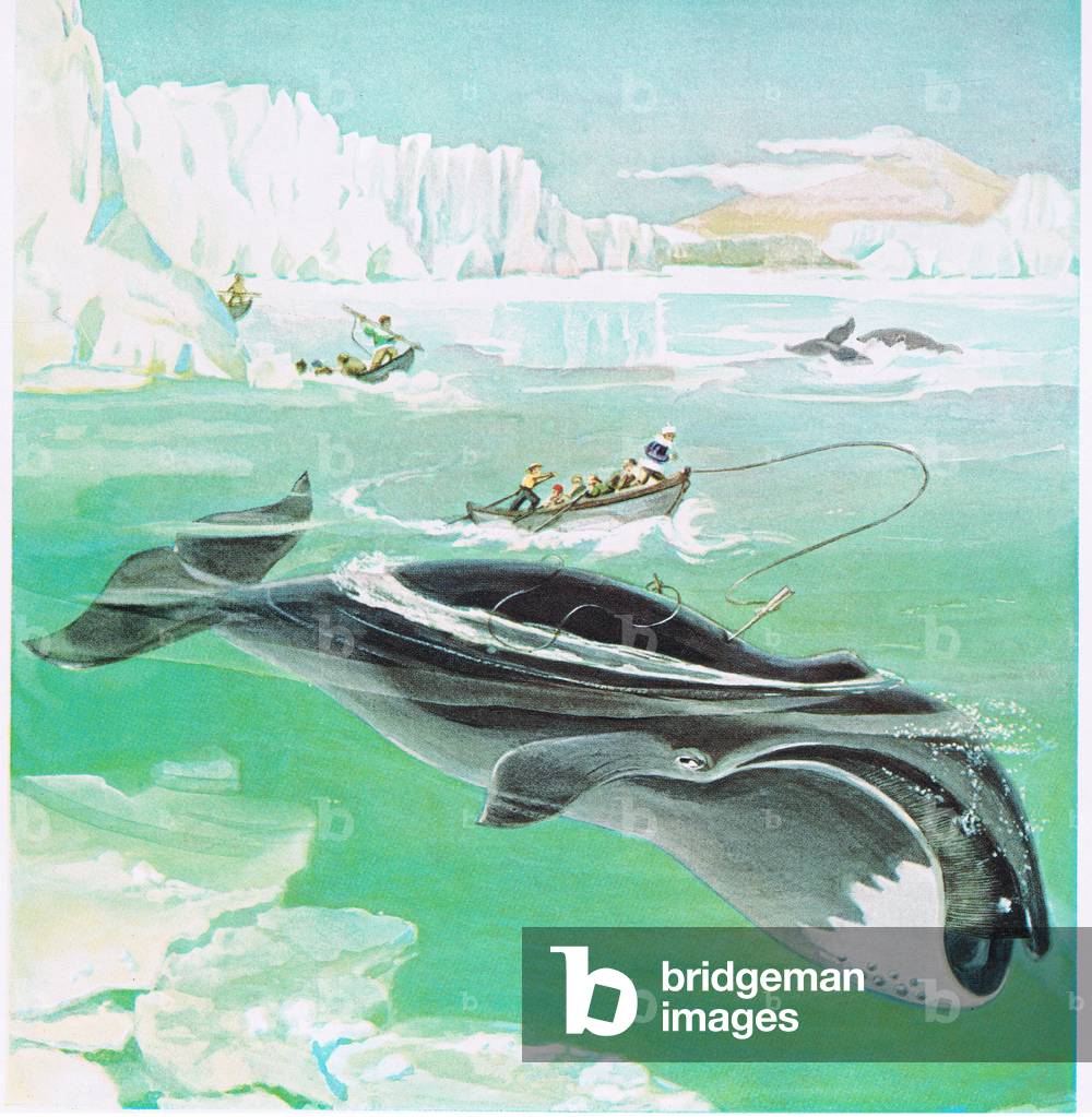 "Bowhead Whale" von Else Bostelmann