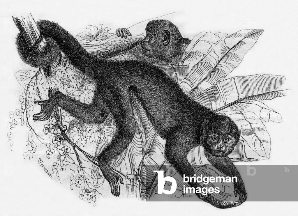 Kapuzineraffe des „Jardin des Plantes“ in Paris, Stich nach Werner aus dem Buch „Le Jardin des Plantes“ von Pi