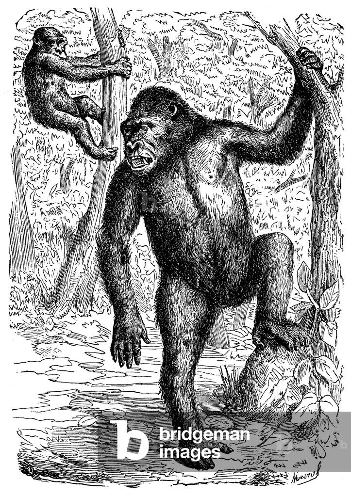 Image of Engraving depicting Gorilla, b/w