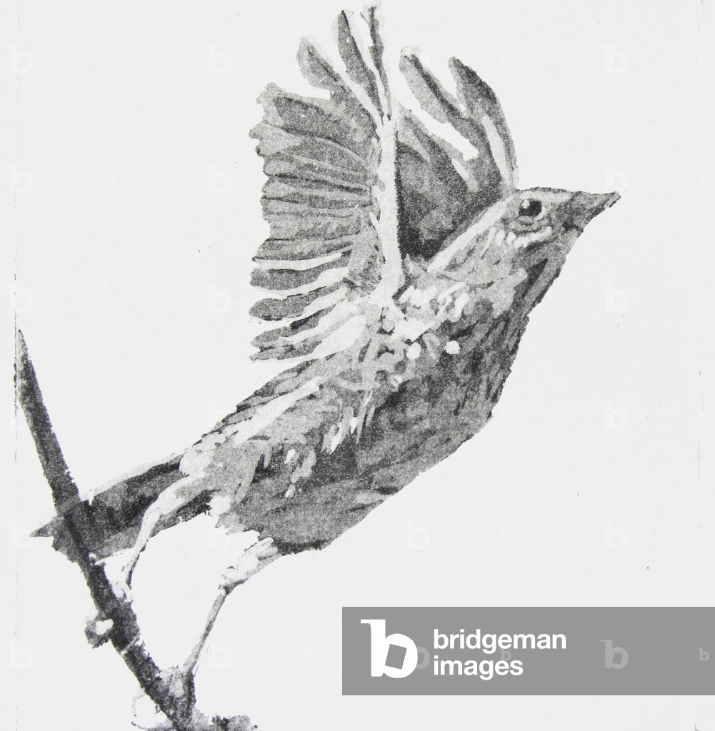 Song Thrush Taking Flight by Melanie Goemans, b/w