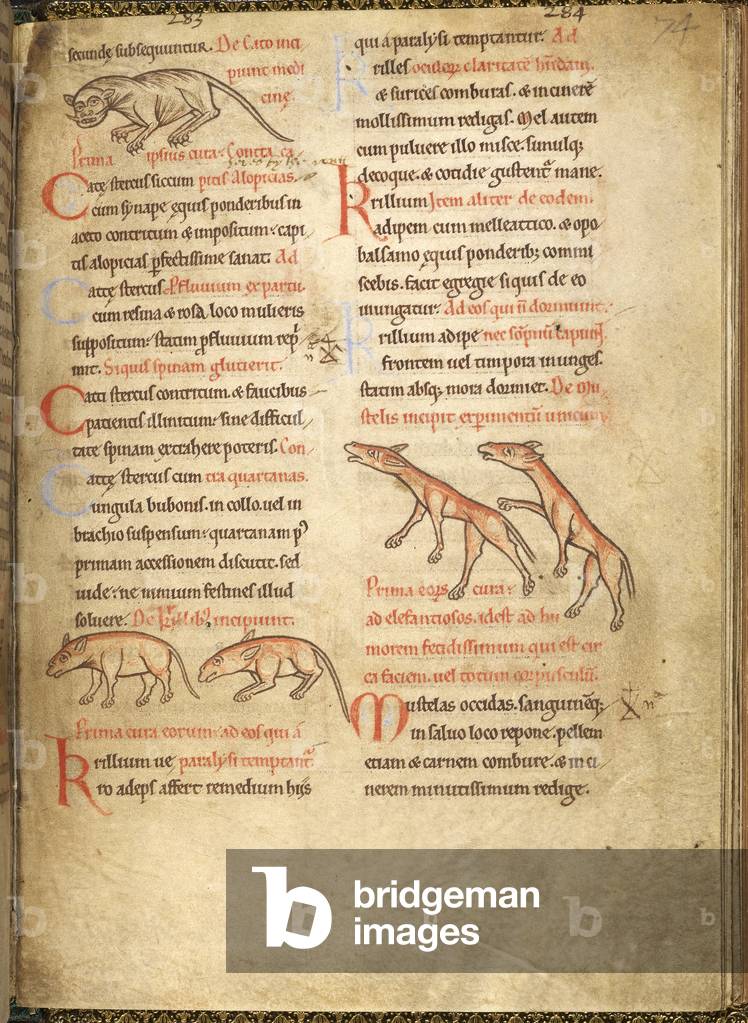 Animals. A fox