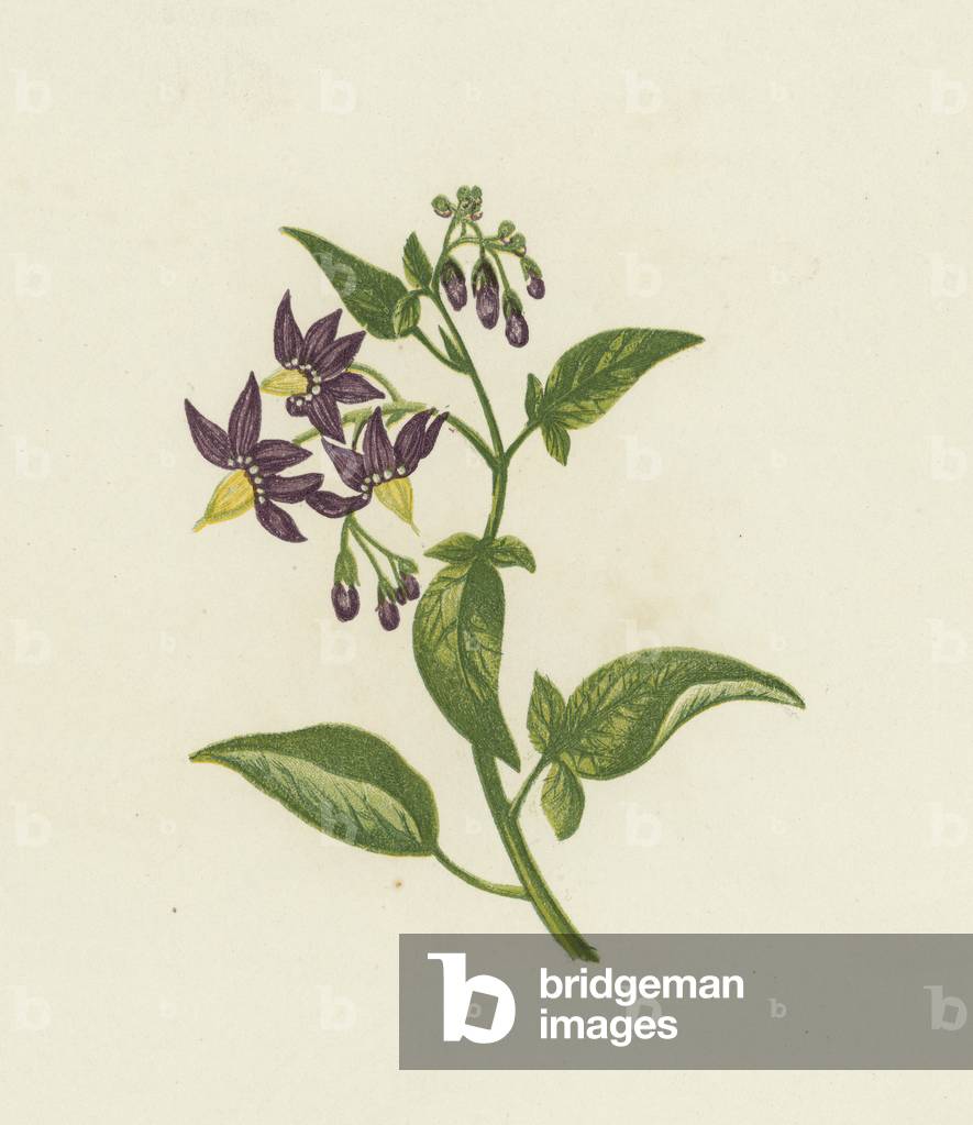 Woody Nightshade by English Artist