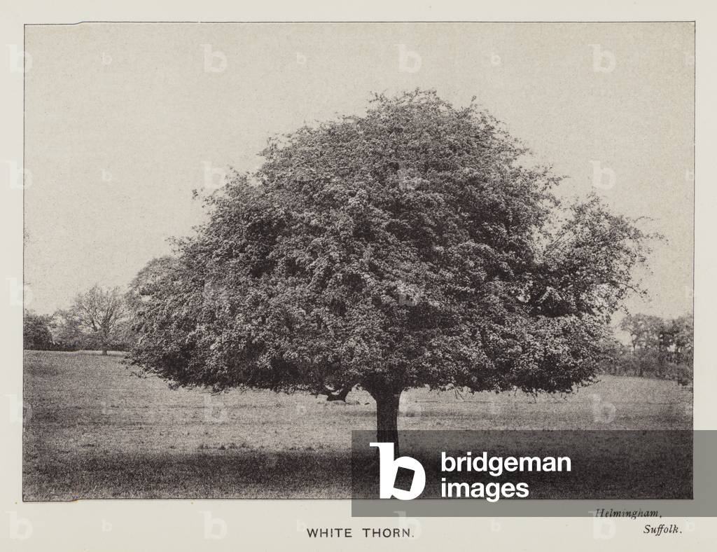 Immagine di Fotografia "Alberi britannici: Spina Bianca" di Stanhope Alfred Tollemache