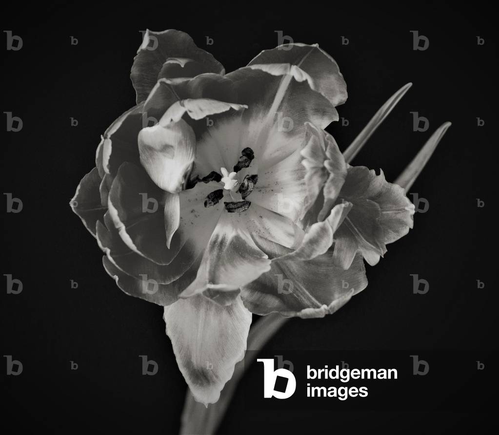 Image de Photographie représentant La géométrie des fleurs 2019 par Alex Caminker