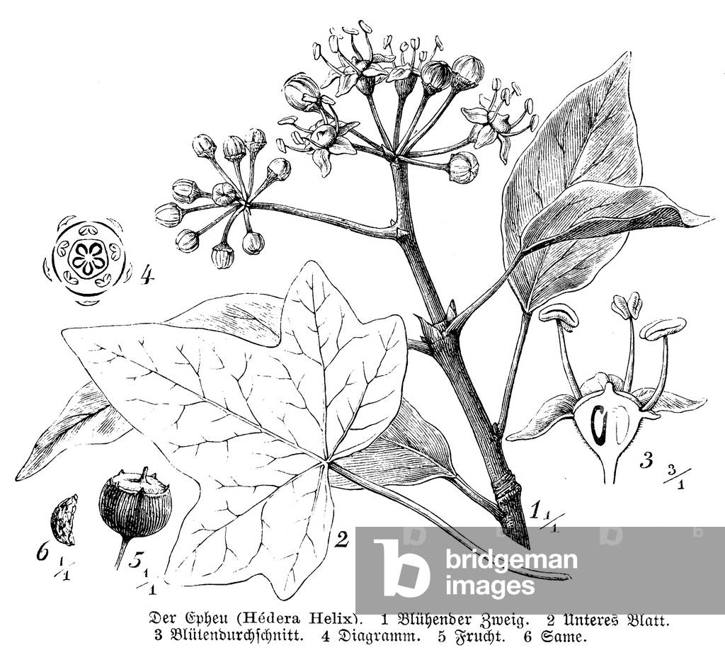 Bild von Gravur "Ivy", b/w
