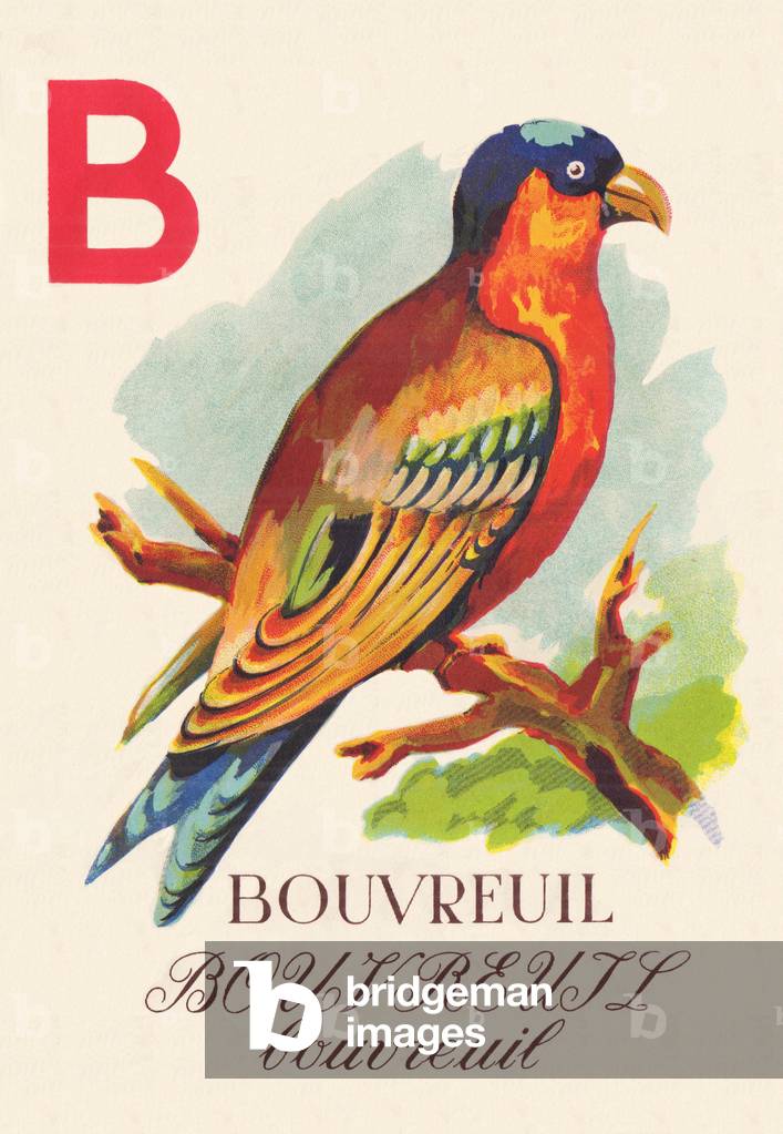Immagine di Incisione "ABC Bullfinch Birds" 1945 di C. Hagues