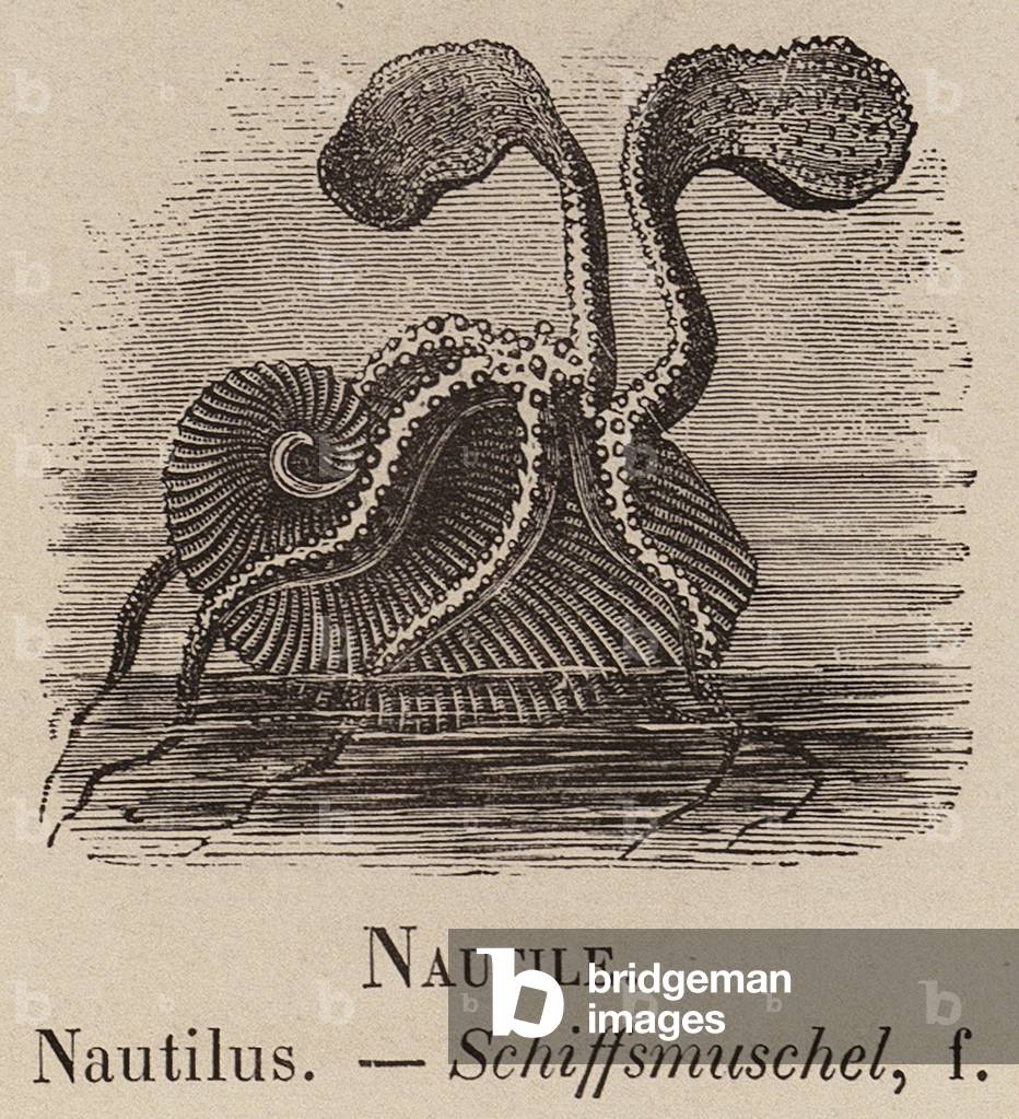 "Le Vocabulaire Illustre: Nautile; Nautilus; Schiffsmuschel (Gravur)" 1873 von European School