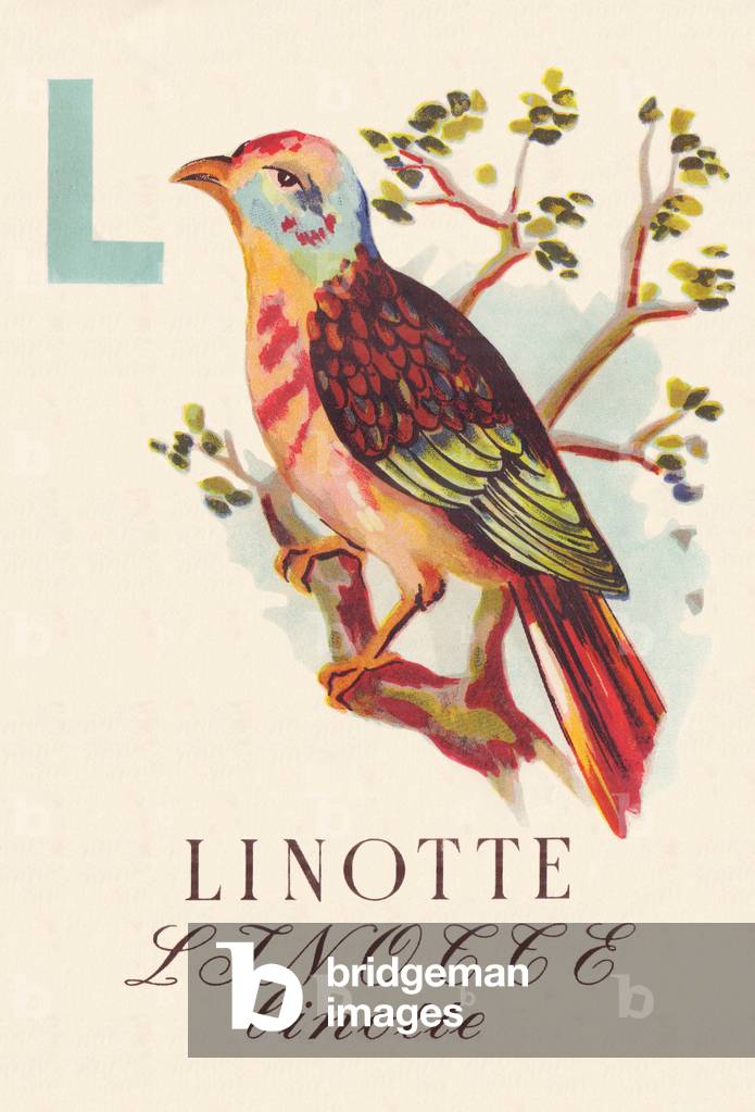 ABC Les Oiseaux linotte, 1945 (illustration)