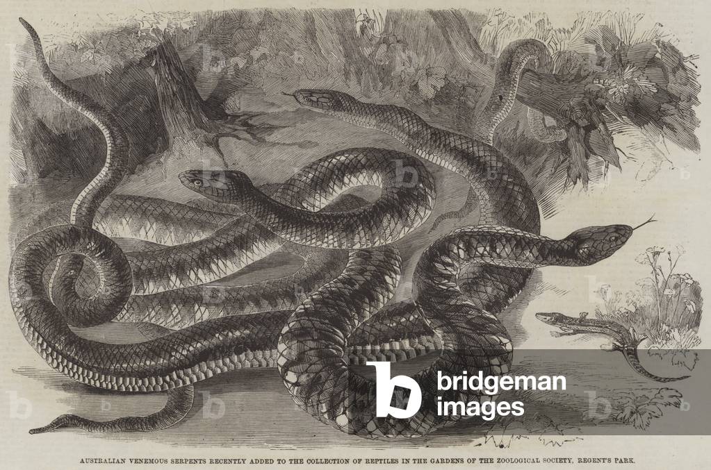 "Australian Venemous Serpents kürzlich in die Sammlung von Reptilien in the Gardens of the Zoological Society"