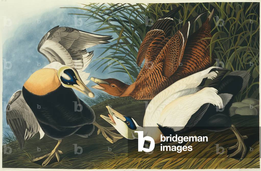 "Somateria mollissima" 1827 di John James Audubon