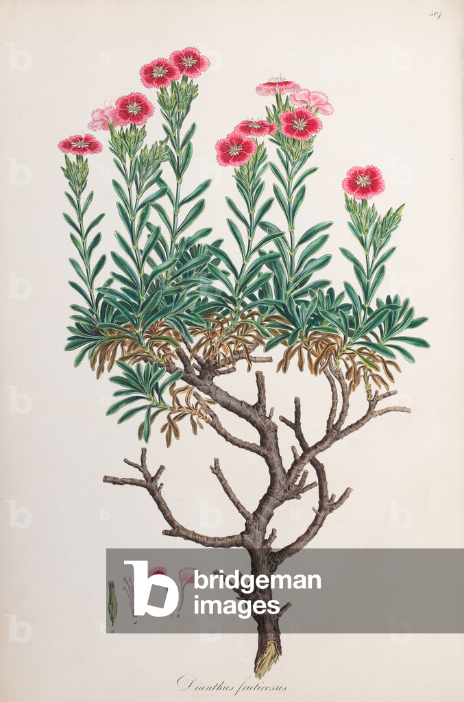 Image of Engraving depicting Wild carnation 1806 by Ferdinand Bauer