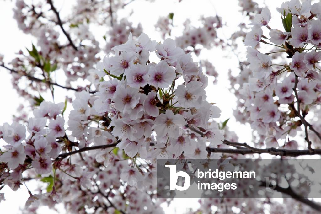 Giappone, Honshu, Tokyo, Kudanshita, Chidori-ga-fuchi, Cherry Blossom (foto)