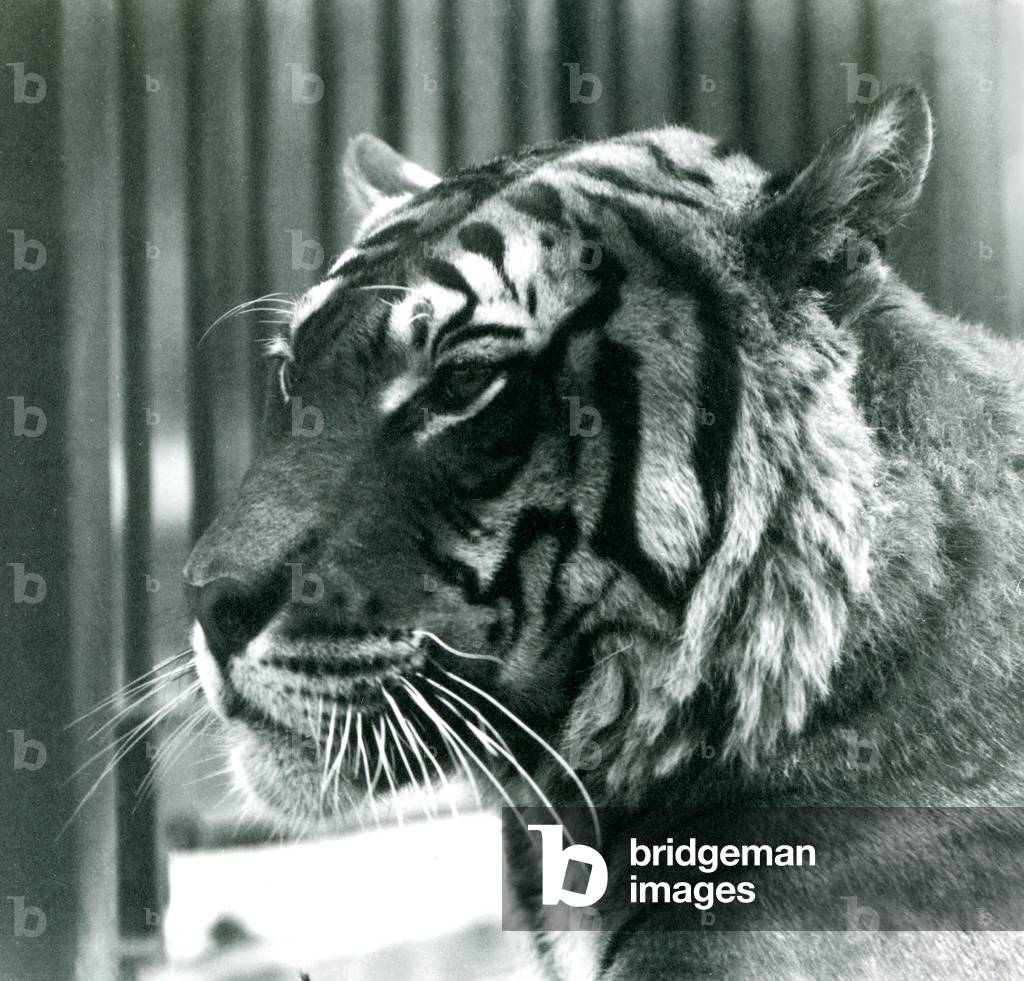 Tiger 'Sam' allo zoo di Londra nel 1925 (foto b/n)