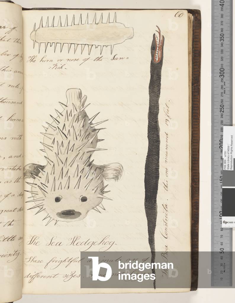 Seite 60. Das Horn oder die Nase des Sägefisches; die Boa Constricta; der Meeres-Igel, 1810-17 (w/c & Manuskri