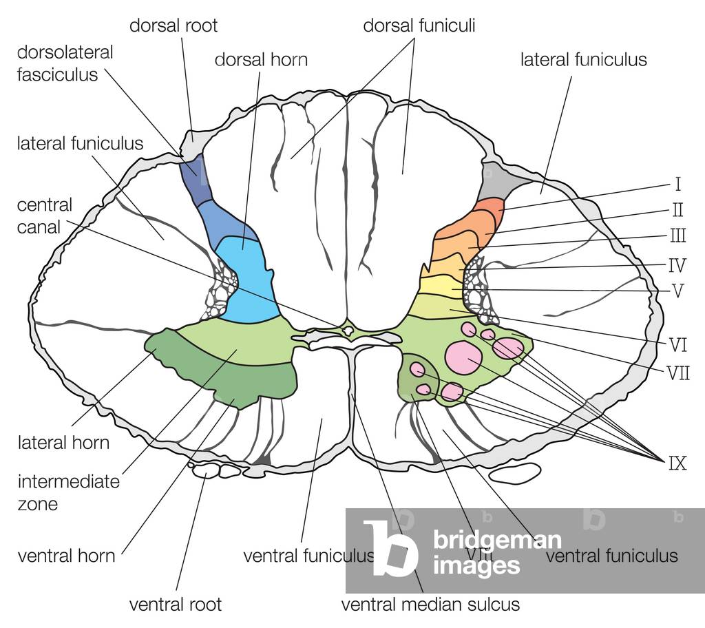 Segment Inferior Image of A cross section of the lower cervical segment of the