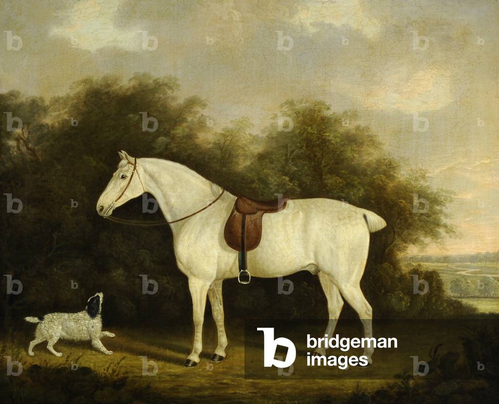 Image of Painting depicting A Saddled Grey Hunter with a Spaniel in a Wooded Landscape by Clifton Tomson, b/w