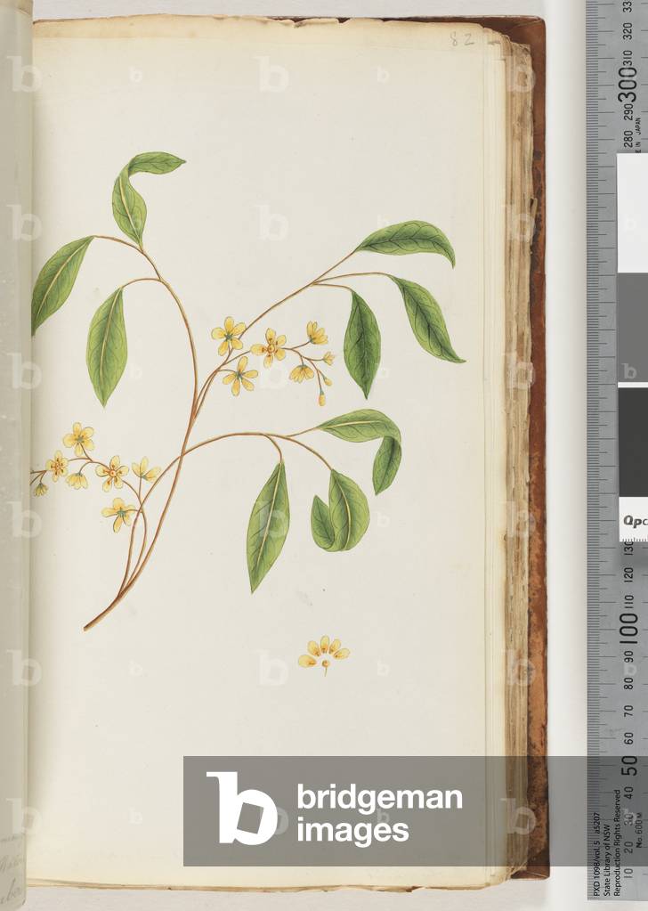 Page 82. Unidentified plant (w/c) by Unknown artist