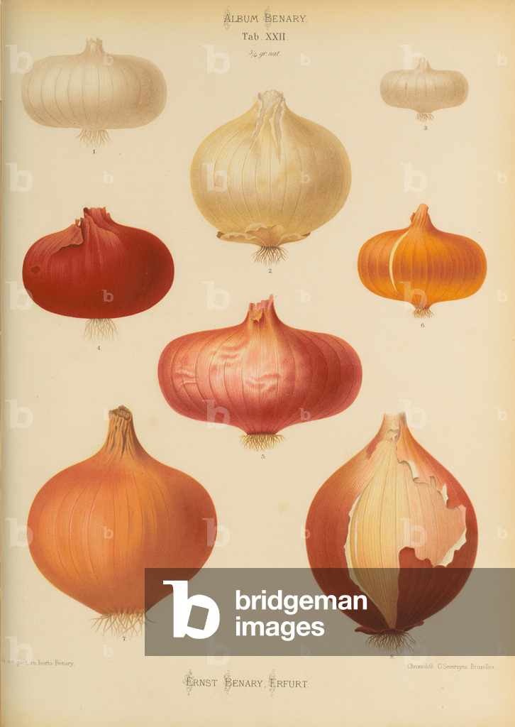 Image of Print depicting Onions (Allium cepa) 1876 by Ernst Benary