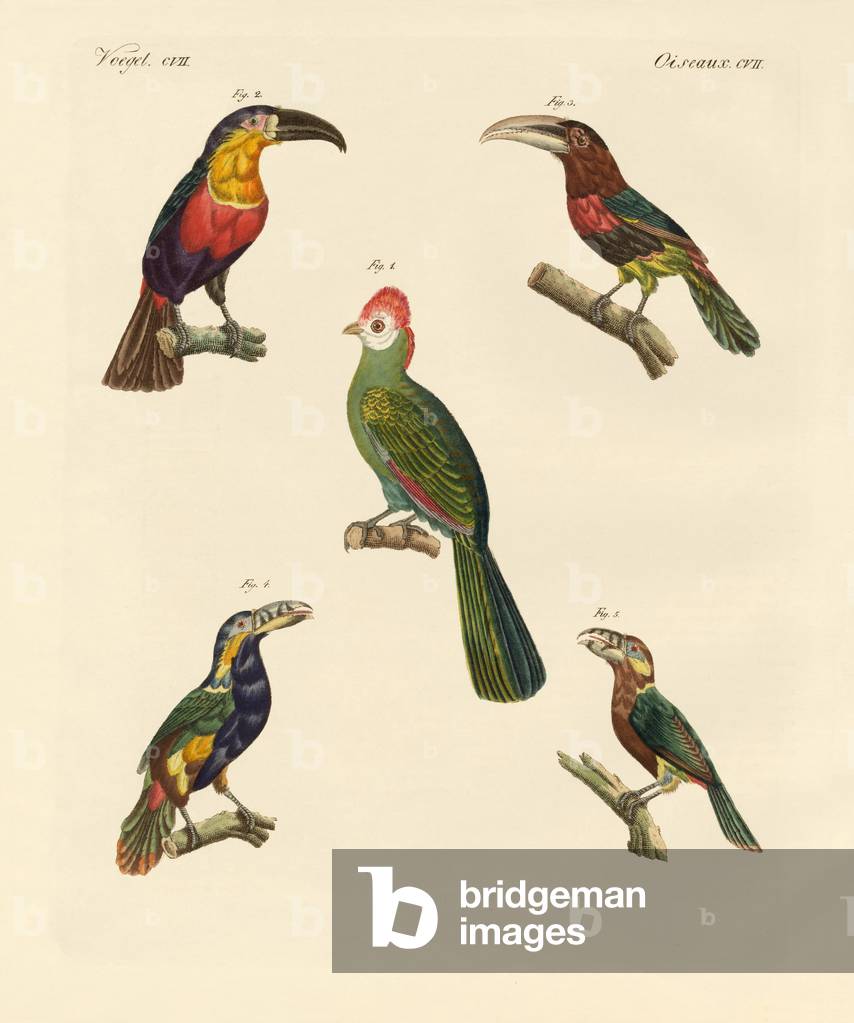 Immagine di Incisione "Strani uccelli rampicanti (incisione colorata)" di German School