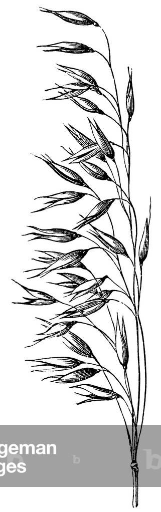 Image de Gravure représentant Avoine, b/w