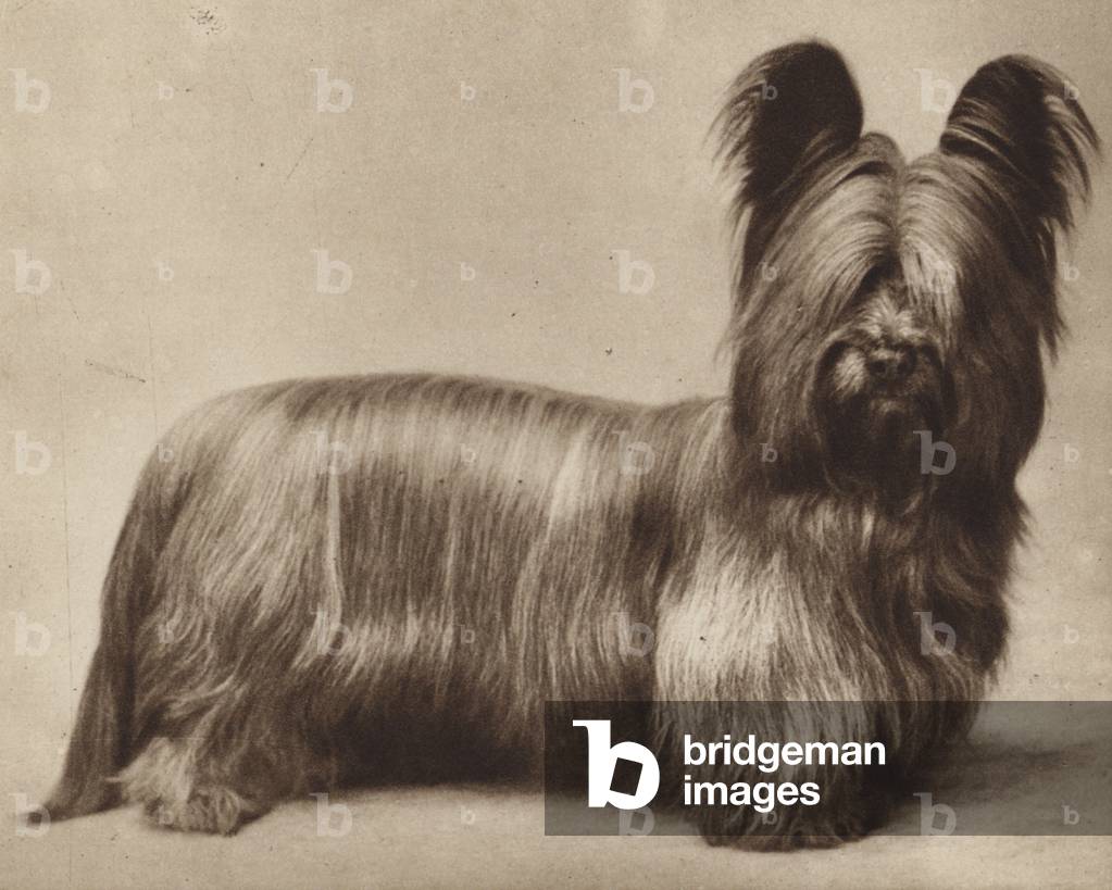 Immagine di Fotografia "Cani: Il «Skye» Terrier (foto in b/n)" 1901 di English Photographer