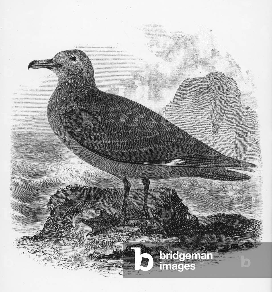 "The Common Skua", 1843 von William Yarrell, b/w
