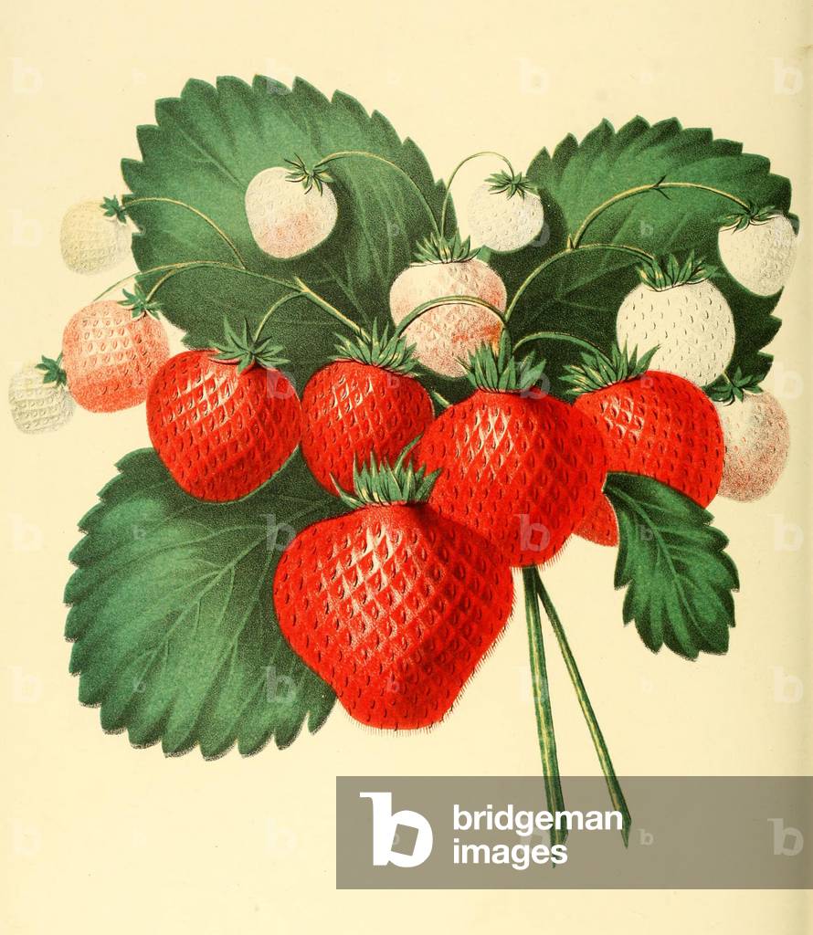 Immagine di Dipinto "Fragola" 1856