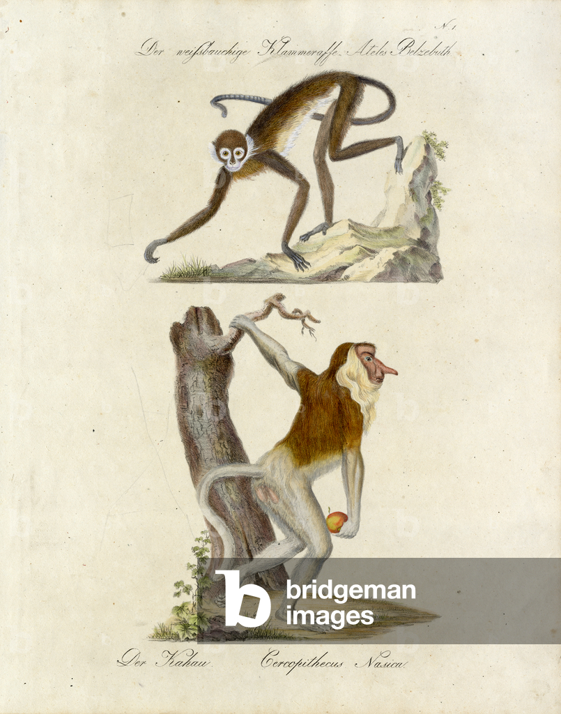 Bild von Druck "Afrikanische Affen (Druck)" von Karl Joseph Brodtmann