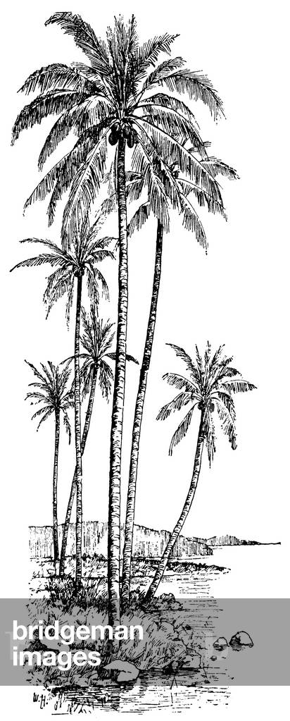 Coco