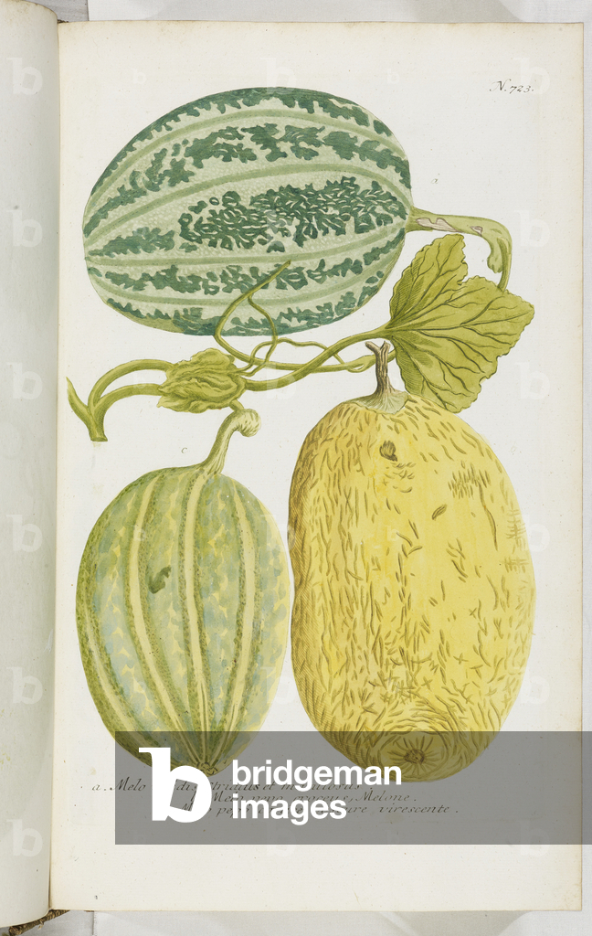 Image of Engraving depicting Melo 1737