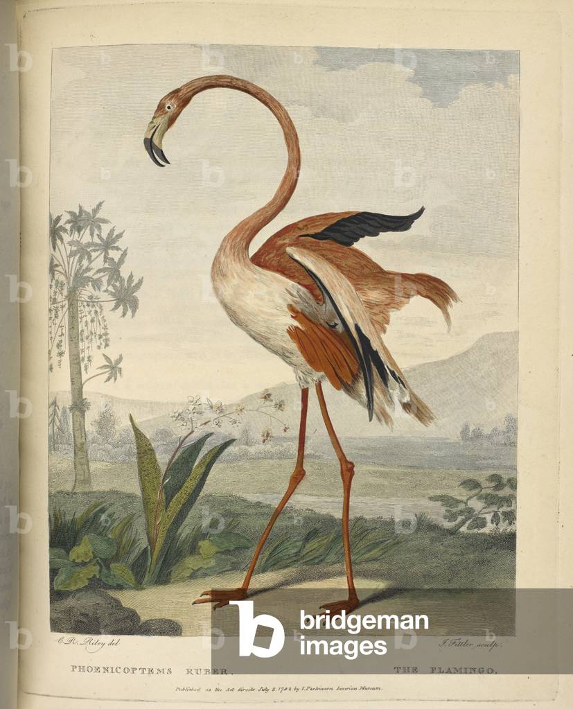 "Phoenicoptem Ruber. Il Flamingo."