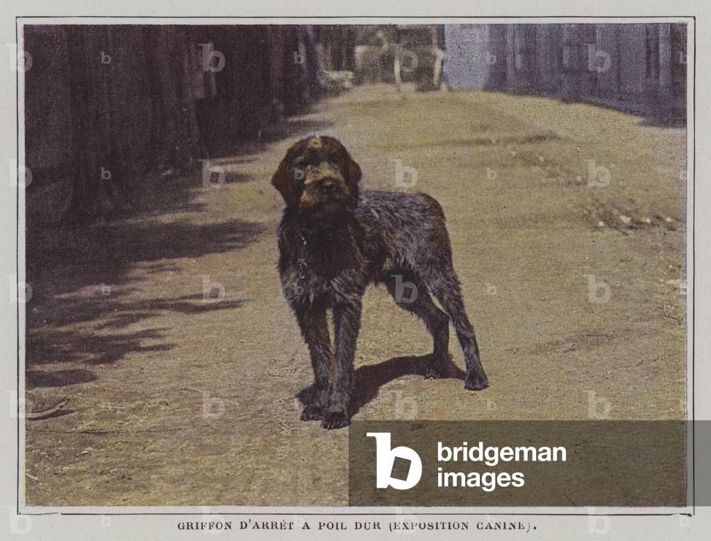 Image of Photography depicting Wirehaired Pointing Griffon (colour photo) by French Photographer
